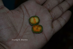 Dichapetalum gelonioides